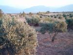 terrain � vendre